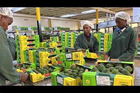 karakuta farm owner|Higher avocado yields bring new opportunities for Kenya’s .